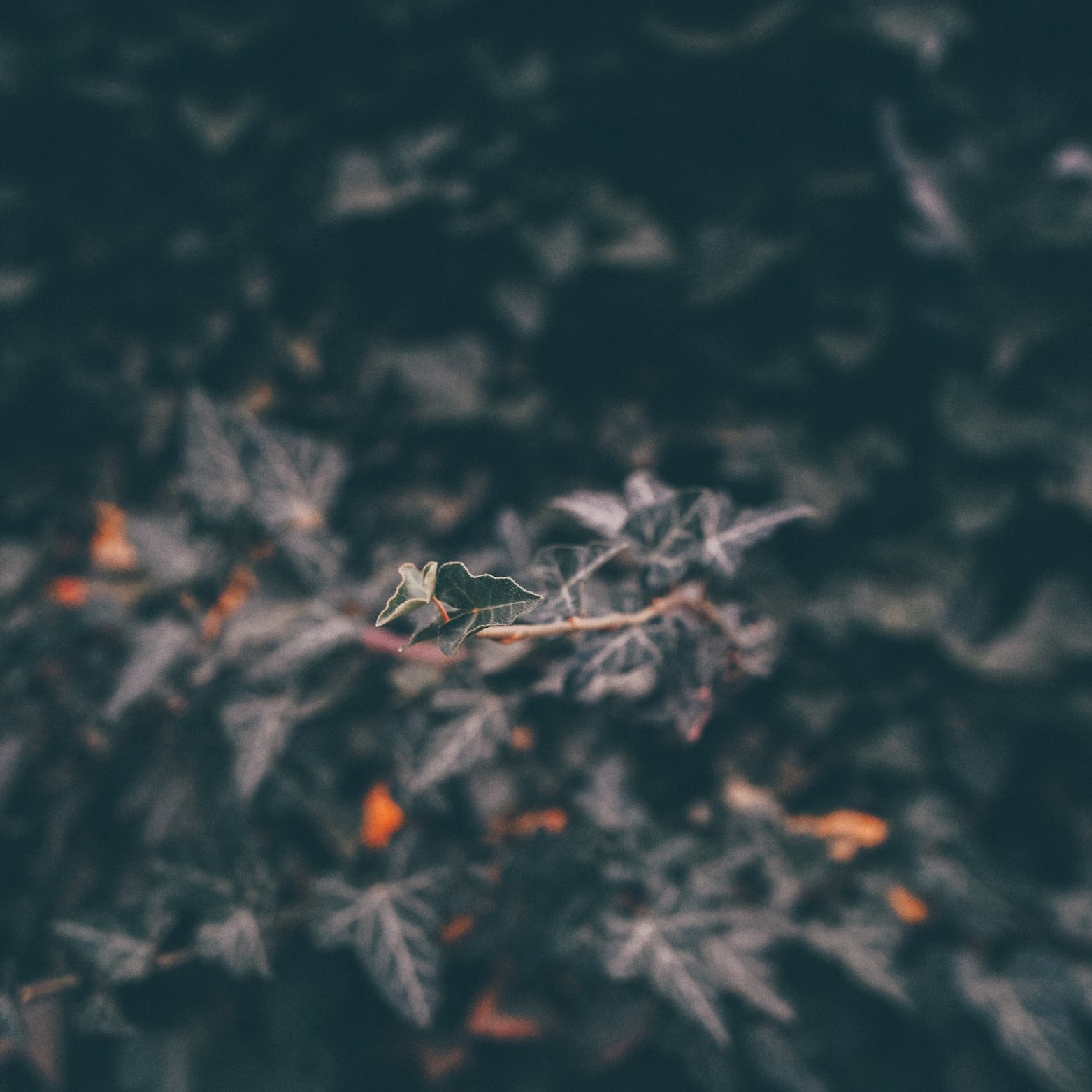 Rexton Photo Presets